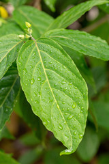 Natural pattern of leaves plants background. Water drop on leaf