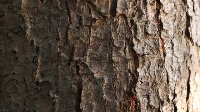 Red ants walk in a row on the bark of trees in the morning.