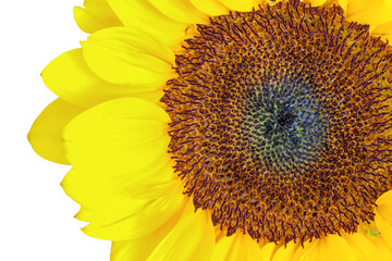 sunflower disk florets