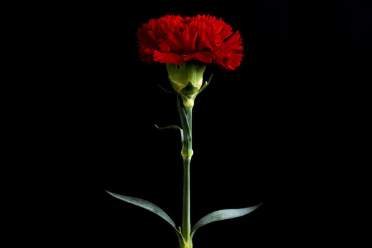 single red carnation