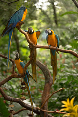 Brazilian Fauna - Macaws