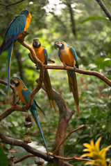 Brazilian Fauna - Macaws