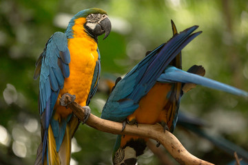 Brazilian Fauna - Macaws