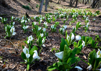 山里の林の中の水芭蕉の花