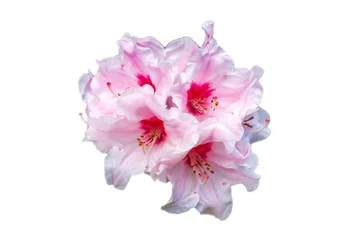Crédence de cuisine en verre imprimé Azalée rhododendron flowers on white background close up. Pink rhododendron blossom close-up