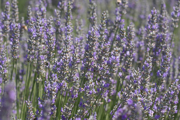 Fototapeta premium Lavender