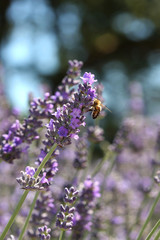 Obraz premium Lavender