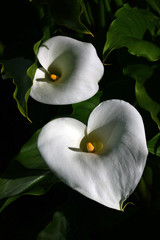 Fototapeta na wymiar Calla Lily Flowers On Black