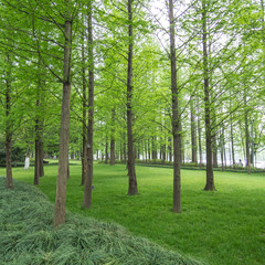 Fototapeta premium pine trees in a green field