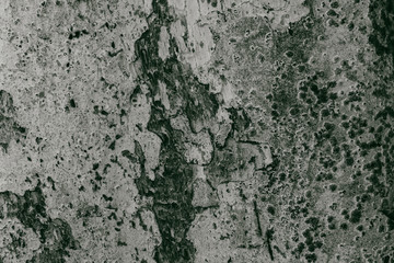 Bark surface texture