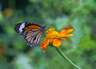 butterfly and flower 