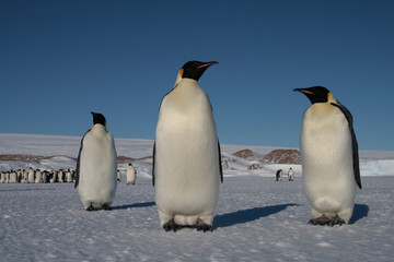 Fototapeta na wymiar Antarktika