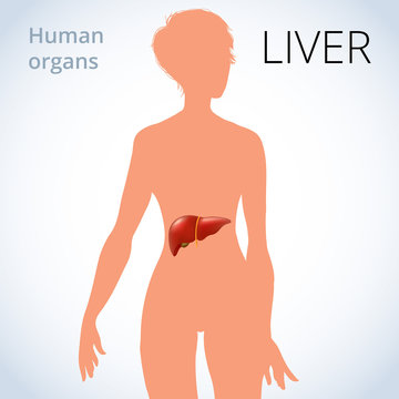 the location of the liver in the female body, the human digestive system