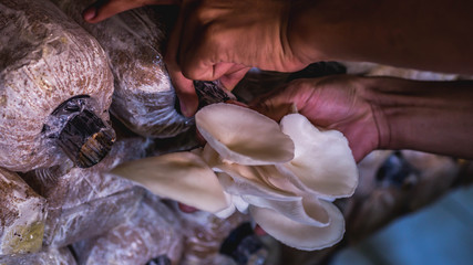 Obraz premium harvesting white oyster mushroom in the farm 