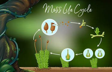 Sporophyte Photos Royalty Free Images Graphics Vectors Videos