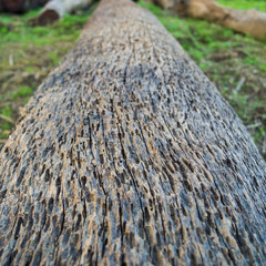 Old wood cracked texture