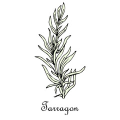 tarragon, doodle sketch