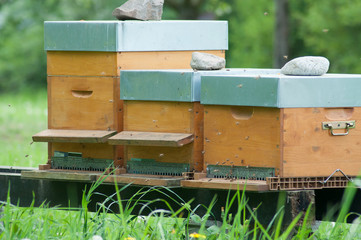 group of wooden beehives in a green meadow at spring