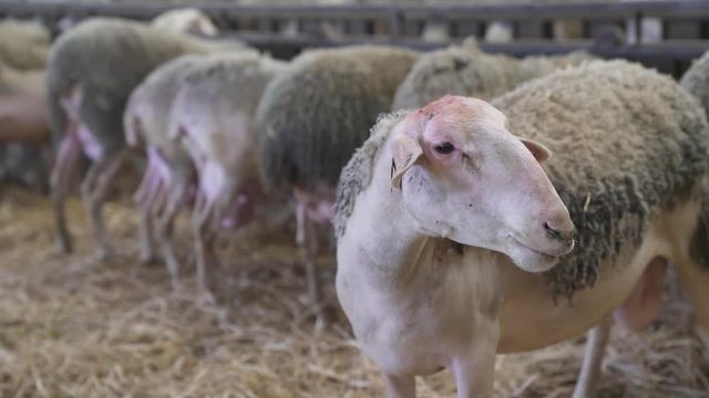 Herd of sheeps in sheepfold