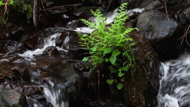 Waterfall around a fern