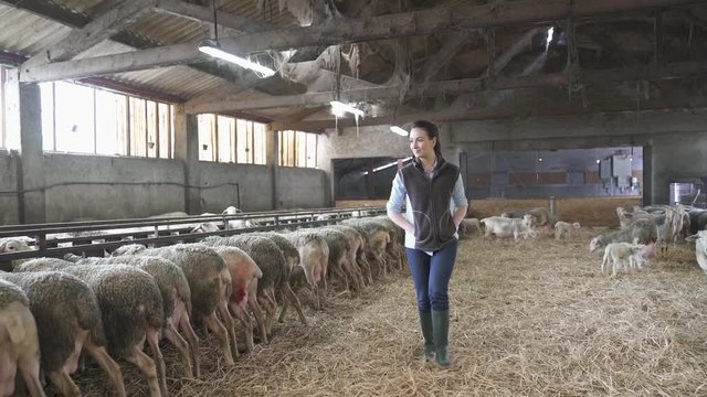Breeder walking in sheepfold