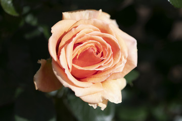 パステルオレンジのばらの花「アシュラム」のアップ