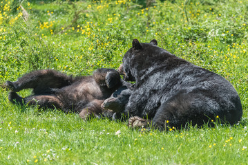 Obraz na płótnie Canvas Ursus americanus, american black bear cub and mother playing on the grass 