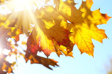 Yellow and Red maple leaves during fall season against sunny blue sky