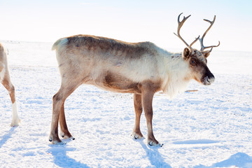 Naklejka premium Reindeer in winter tundra