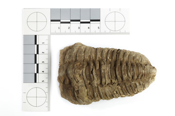 Trilobite fossil found probably in Morocco documented with scale and measure on white background © Couperfield