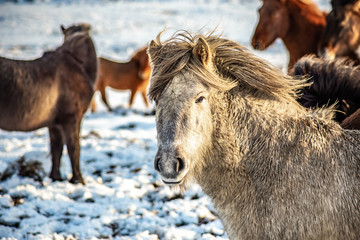 Naklejka na ściany i meble Icelandic Horse