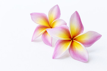 Beautiful colorful fresh Plumeria flower on white paper texture background, tropical flower