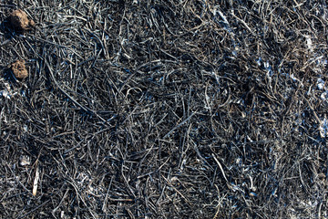 Black burned grass on the ground as an abstract background