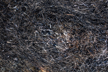 Fototapeta na wymiar Black burned grass on the ground as an abstract background