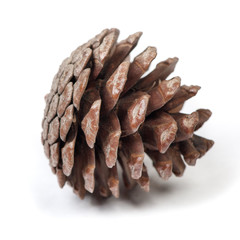 Beautiful pine cone