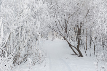 Alley of tree in snow