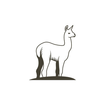 Llama - vector illustration