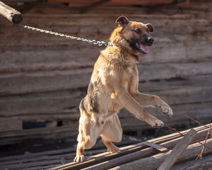 An angry dog barks near the house