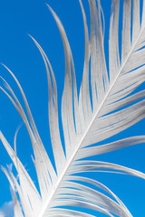 Fototapeta premium A white feather against the blue sky