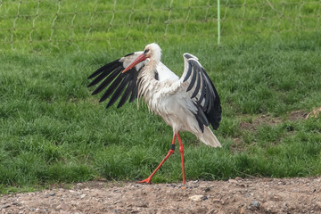 storch nach bad