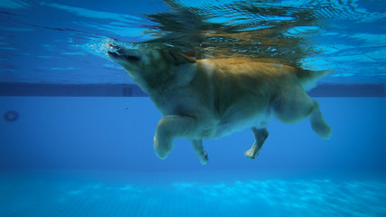 Golden Retriever Puppy Exercises in Swimming Pool (Underwater View)