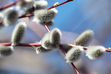 Fluffy pussy willow against the blue sky