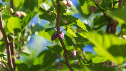 Ripe mulberry tree branch on a bright day