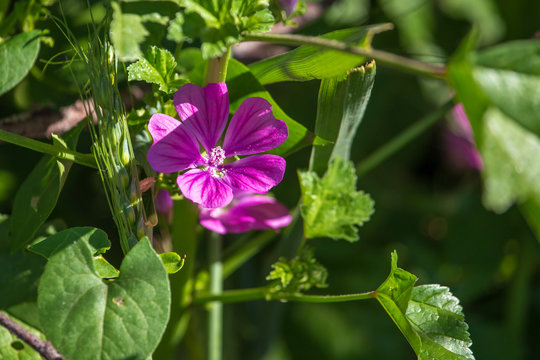 Purple flower in nature