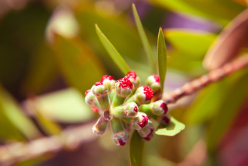 Bottle brush tree red fur pollen green leaf in garden - Callistemon. Germ of exotic flower. Abstract floral background. Macro.
