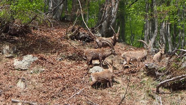 Alpine ibex or steinbock in spring season which camouflage itself in the field around the wood. Italy, Orobie Alps