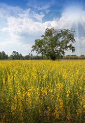 Fototapeta na wymiar Yellow flowers in meadow bloom with blue sky and white clouds