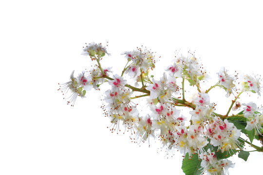 Blooming Horse-chestnut in spring (Aesculus hippocastanum, Conker tree) flowers and leaves on branch isolated on white background, clipping path