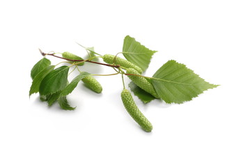 Naklejka premium Młoda brzoza gałąź z zielonymi liśćmi odizolowywającymi na białym tle