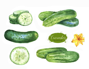 Hand drawn watercolor illustration set of fresh green cucumbers. Isolated on the white background. Vegetarian food product